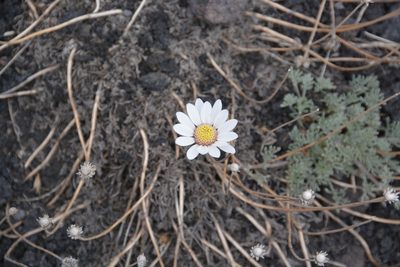 Anthemis aetnensis, photographed by William Stephens
