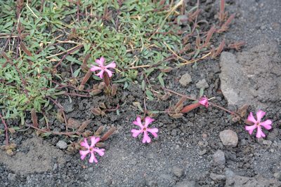 Saponaria sicula, photographed by William Stephens