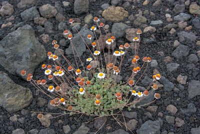 Anthemis aetnensis, photographed by William Stephens