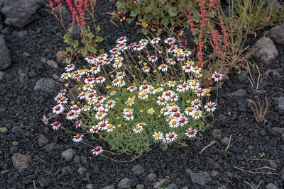 Anthemis aetnensis, photographed by William Stephens