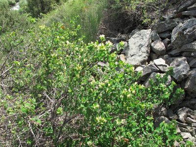 Lonicera iberica, photographed by Grzegorz Grzejszczak