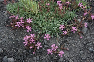 Saponaria sicula, photographed by William Stephens
