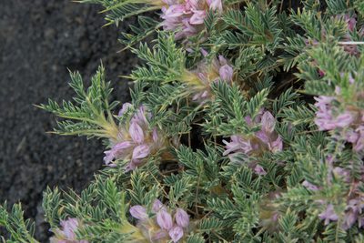 Astragalus siculus, photographed by William Stephens