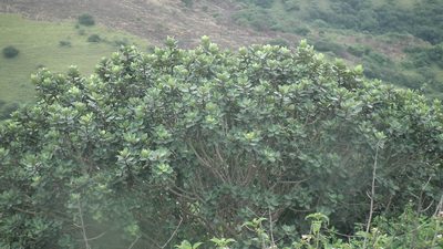 Ficus glumosa, photographed by Shaun Swanepoel