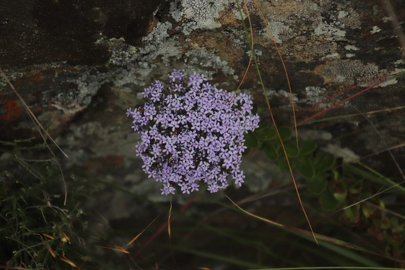 Tetraselago wilmsii, photographed by Tony Rebelo