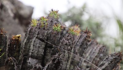Euphorbia pulvinata, photographed by Tony Rebelo
