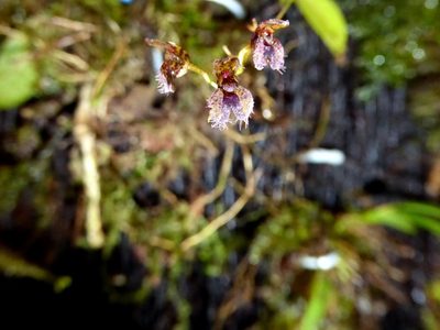 Stelis villosa, photographed by Kai Squires