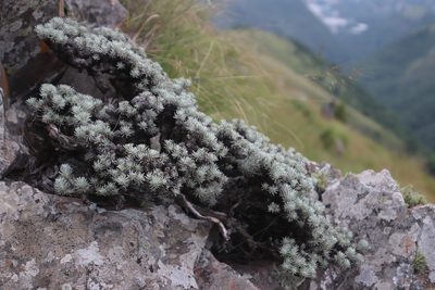 Helichrysum galpinii, photographed by Tony Rebelo