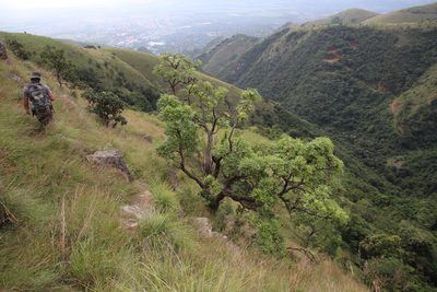 Cussonia natalensis, photographed by Tony Rebelo