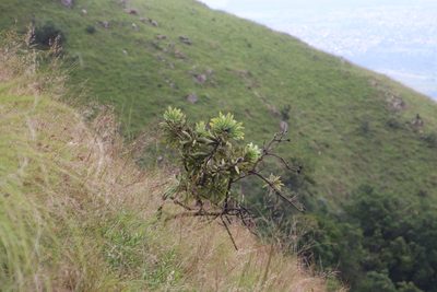 Protea gaguedi, photographed by Tony Rebelo