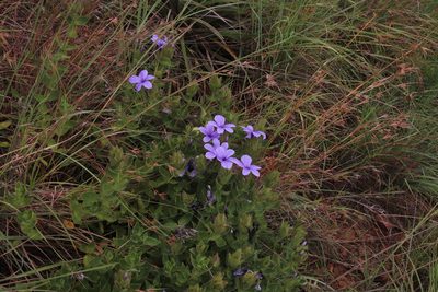 Barleria ovata, photographed by Tony Rebelo