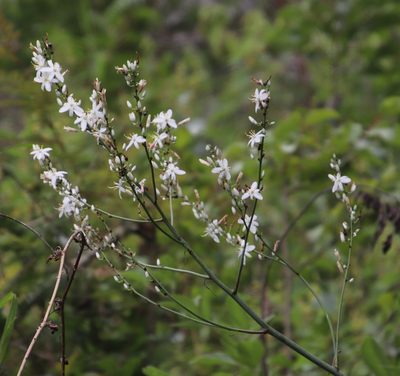 Chlorophytum krookianum, photographed by Tony Rebelo