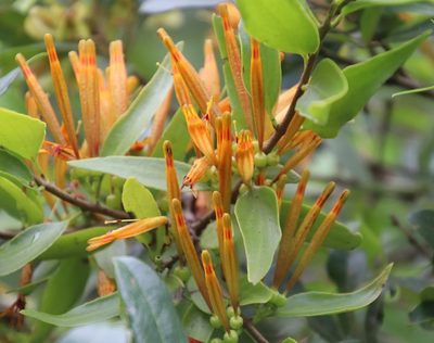 Agelanthus transvaalensis, photographed by Tony Rebelo