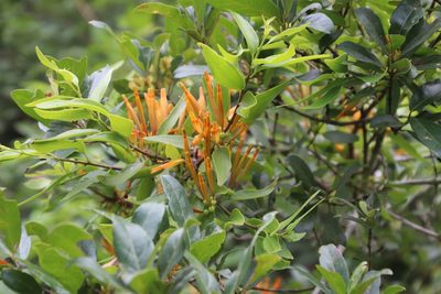 Agelanthus transvaalensis, photographed by Tony Rebelo