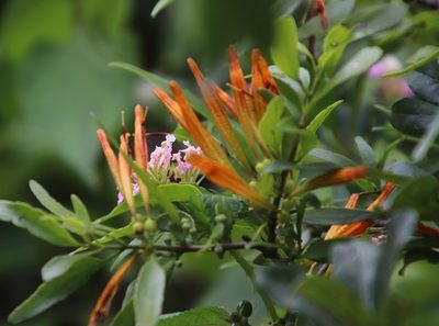 Agelanthus transvaalensis, photographed by Tony Rebelo