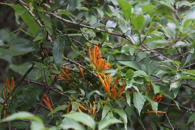 Agelanthus transvaalensis, photographed by Tony Rebelo