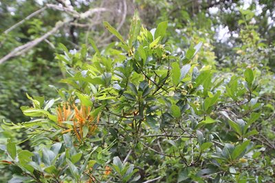 Agelanthus transvaalensis