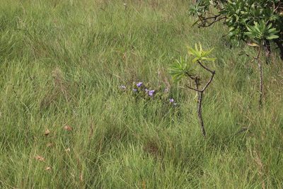 Barleria ovata, photographed by Tony Rebelo