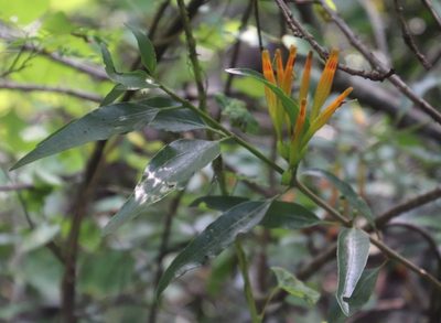 Agelanthus transvaalensis, photographed by Tony Rebelo