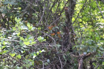 Agelanthus transvaalensis, photographed by Tony Rebelo