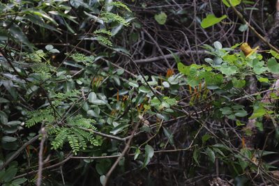 Agelanthus transvaalensis, photographed by Tony Rebelo