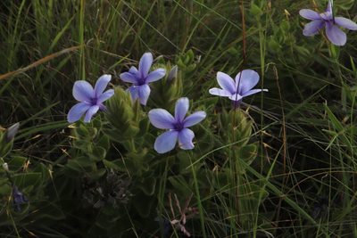 Barleria ovata, photographed by Tony Rebelo