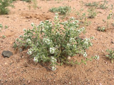 Cryptantha crassisepala, photographed by Cecelia Alexander