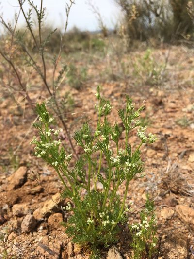 Spermolepis lateriflora, photographed by Cecelia Alexander