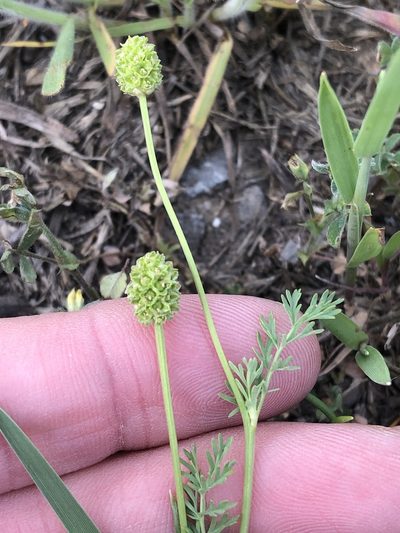 Sanguisorba annua, photographed by Sam Kieschnick