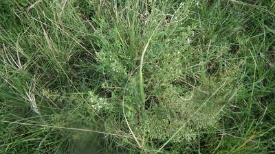 Teucrium kraussii, photographed by Shaun Swanepoel