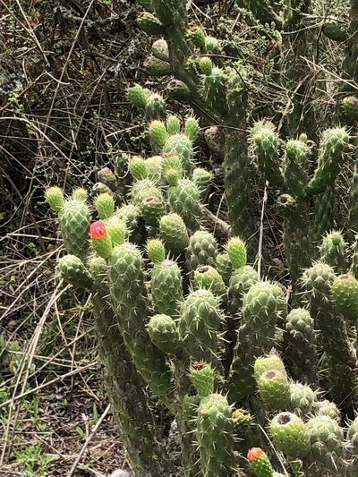 Austrocylindropuntia cylindrica, photographed by desertnaturalist