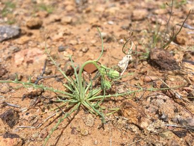 Calycoseris wrightii, photographed by Cecelia Alexander