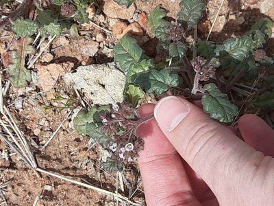 Phacelia coerulea, photographed by Trystan Harpold