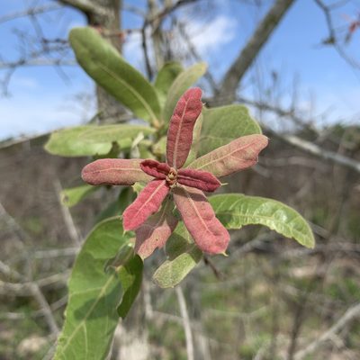 Quercus incana, photographed by Katie Raney