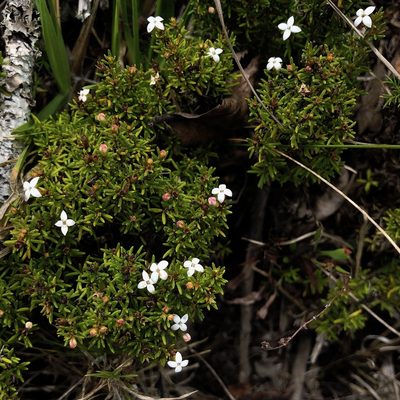 Arcytophyllum thymifolium, photographed by desertnaturalist