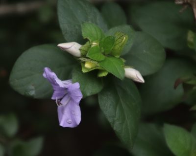 Barleria gueinzii, photographed by Tony Rebelo