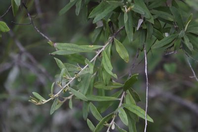 Tarchonanthus parvicapitulatus, photographed by Tony Rebelo