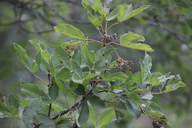 Vitex obovata, photographed by Tony Rebelo