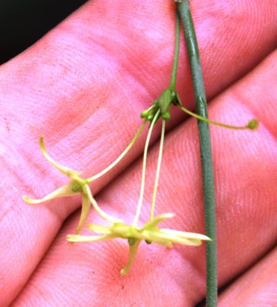Vincetoxicum lycioides, photographed by Tony Rebelo
