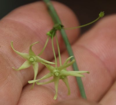 Vincetoxicum lycioides, photographed by Tony Rebelo