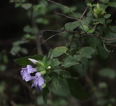 Barleria gueinzii, photographed by Tony Rebelo