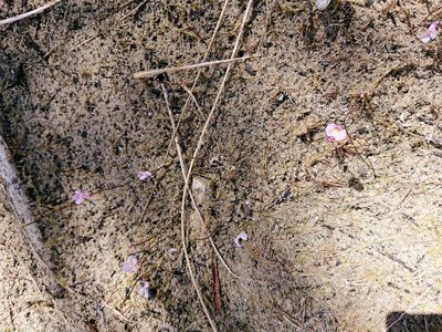 Utricularia resupinata, photographed by Adam Pitcher