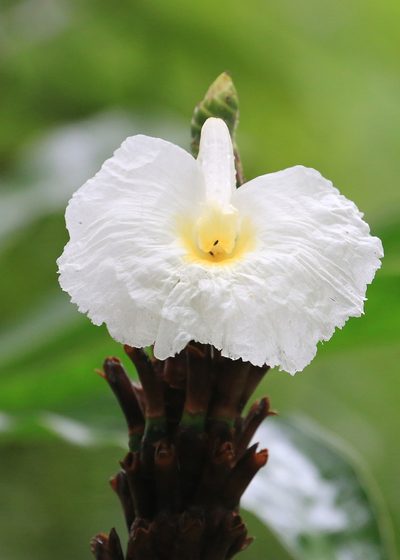 Dimerocostus strobilaceus, photographed by Tim Lenz