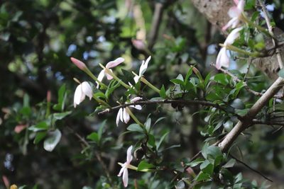 Hyperacanthus amoenus, photographed by Tony Rebelo