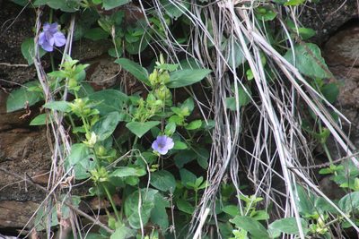Barleria gueinzii, photographed by Tony Rebelo