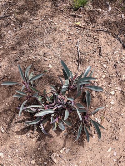 Penstemon pachyphyllus, photographed by Benoit Renaud