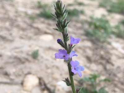 Verbena plicata, photographed by Bob Nieman