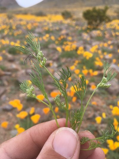 Spermolepis lateriflora, photographed by Cecelia Alexander