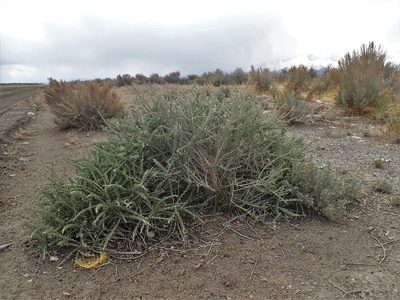 Tetradymia spinosa, photographed by Mitch Van Dyke