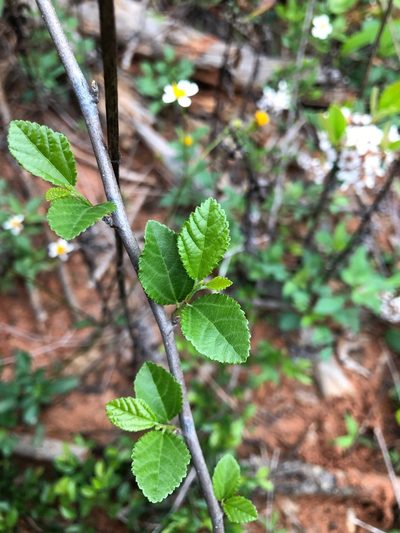 Grewia rhombifolia, photographed by Cheng-Tao Lin